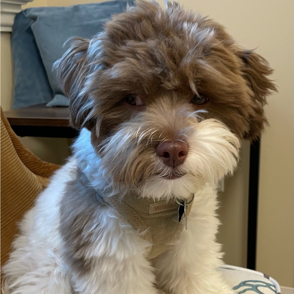 Meet your Posher, Lyndey